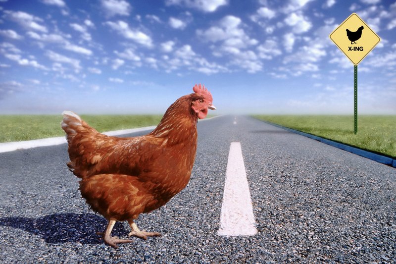 Descubre El Misterio de la Ruta del Pollo en España, chicken road game