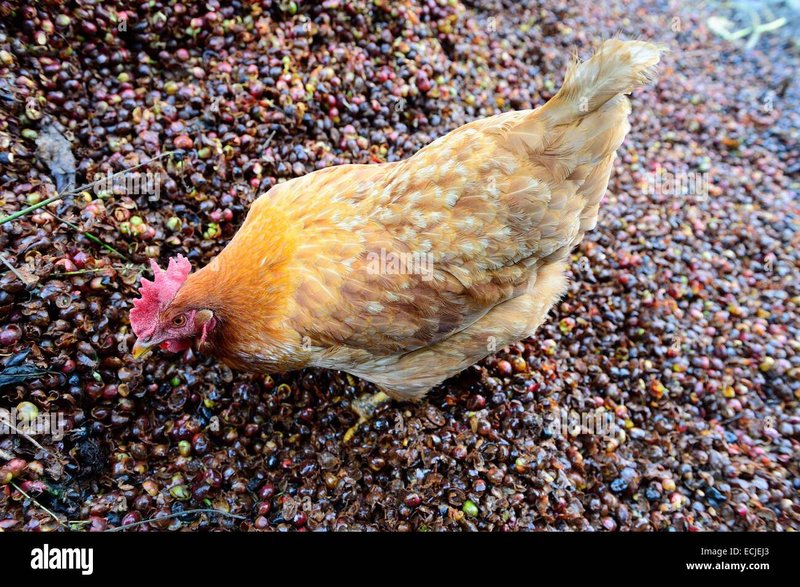 Spain - juego chicken road